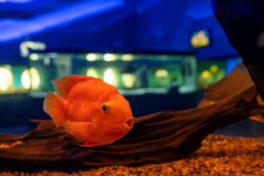 Kırmızı papağan balığı şeffaf bir akvaryumda yüzer.