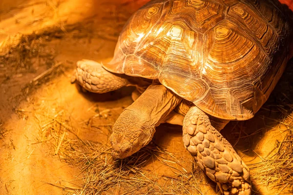 Большая Черепаха Находится Террариуме Инфракрасными Лампами — стоковое фото