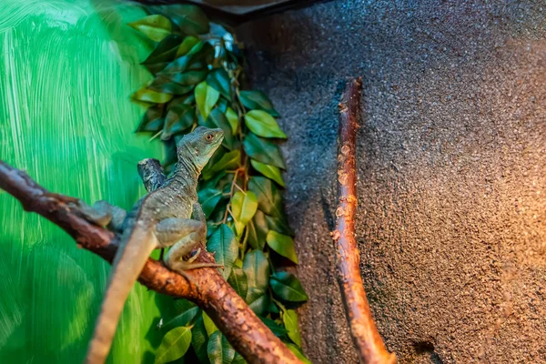 テラリウムにある緑のトカゲは木に落ち — ストック写真
