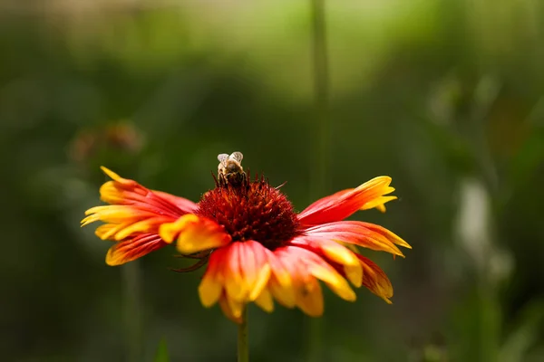 Üzerinde Arı Olan Bulanık Bir Arka Planda Bir Çiçek — Stok fotoğraf