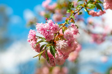 Baharda, mavi gökyüzüne karşı parkta sakura dalları.