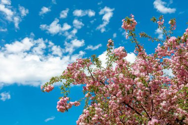 Mavi gökyüzünde güzel bulutlar. Pembe çiçeklerle açan sakura bahçesi.