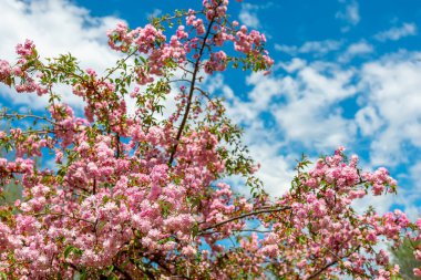 Baharda parkta pembe çiçekli sakura dalları
