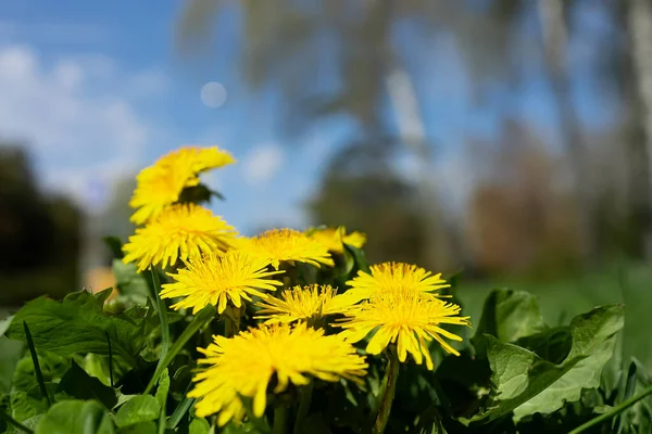 Κίτρινα Άνθη Πικραλίδας Αναπτύσσονται Στο Πάρκο Την Άνοιξη — Φωτογραφία Αρχείου