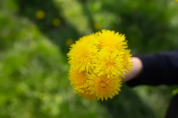 Bouquet Denti Leone Gialli Uno Sfondo Erba Verde — Foto Stock