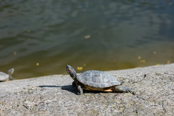 River Turtle Basking Pond Sun — стоковое фото