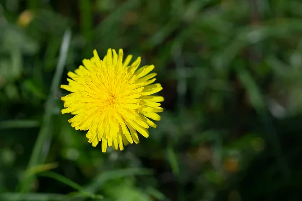 Крупним Планом Жовта Квітка Кульбаби — стокове фото