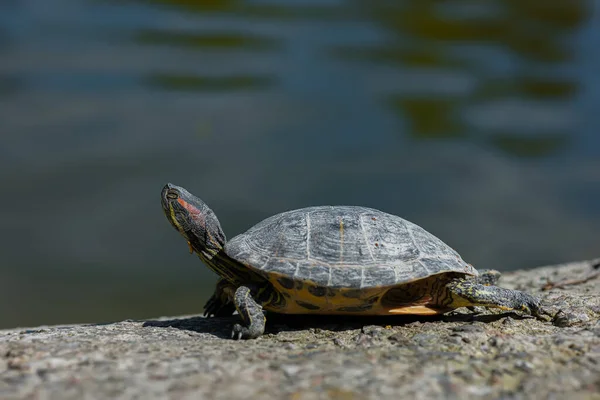 Close Turtle Basking Sun Pond — 스톡 사진