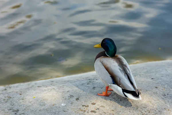 Ördekler Baharda Parktaki Göletin Yakınındadır — Stok fotoğraf