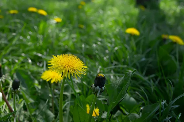 Een Gele Paardebloem Groeit Een Groen Gazon Het Park — Stockfoto