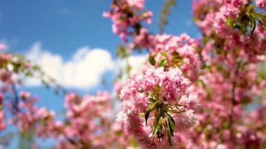 Rüzgarda sallanan çiçeklerle sakura dalı