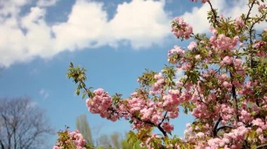Mavi gökyüzü arkaplanlı sakura dalı