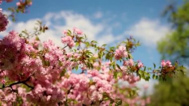 Baharda ağaçlı sakura bahçesi