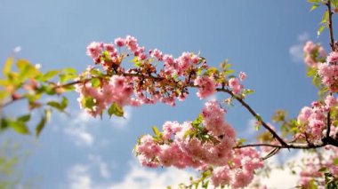Baharda mavi gökyüzü bahçesine karşı sakura