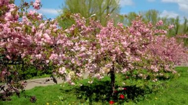 Sakura baharda güneş ışınlarının altında çiçek açar.