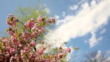 Sakura baharda güneş ışınlarının altında çiçek açar.