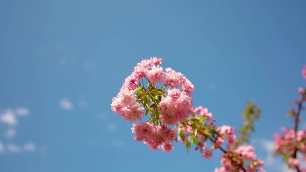 Sakura Takje Met Bloemen Zwaaiend Wind — Stockvideo