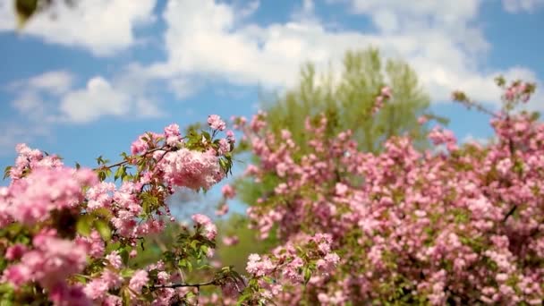 Sakura Takje Met Blauwe Lucht Achtergrond — Stockvideo