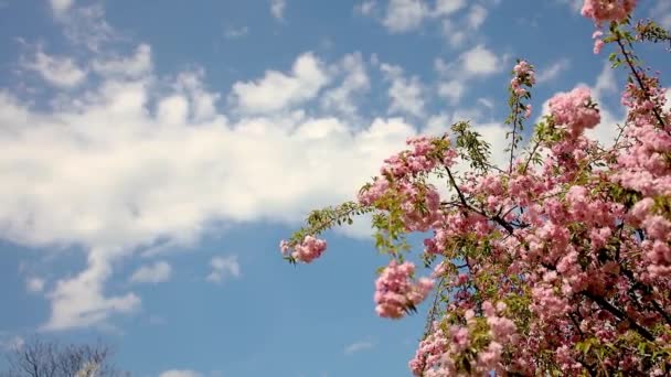 Sakura Mot Blå Himmel Trädgård Våren — Stockvideo