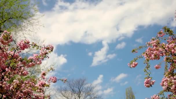 Sakura Κήπο Δέντρα Την Άνοιξη — Αρχείο Βίντεο