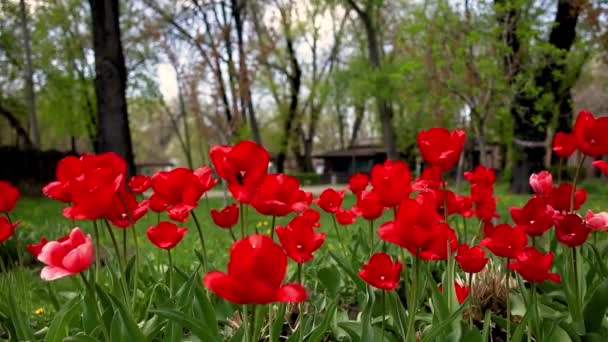 Lkbaharda Çiçek Tarhında Birçok Kırmızı Lale Yetişir — Stok video