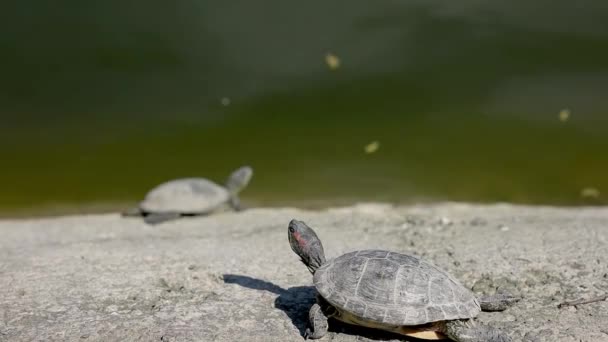 Χελώνες Κοντά Στη Λίμνη Κάτω Από Τις Ακτίνες Του Ήλιου — Αρχείο Βίντεο