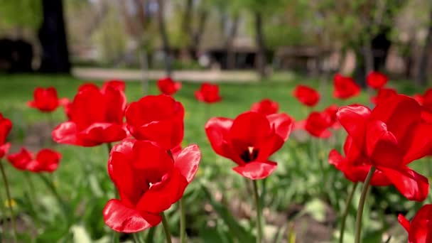 Muchos Tulipanes Rojos Crecen Macizo Flores Primavera — Vídeos de Stock