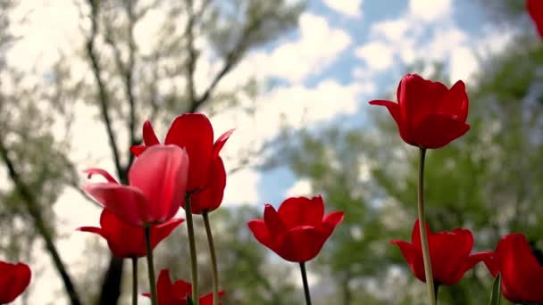 Красные Тюльпаны Весной Саду — стоковое видео