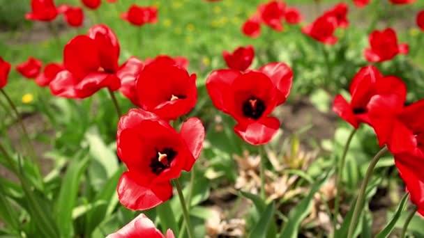 Rote Tulpen Frühling Garten — Stockvideo