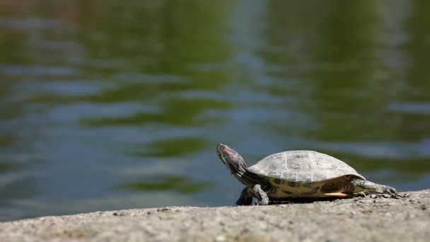 Черепахи Возле Озера Лучами Солнца — стоковое видео