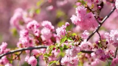 Sakura dalı baharda güzel pembe çiçekler