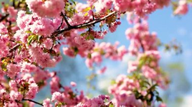 Kiraz çiçekleri baharda dalların üzerinde