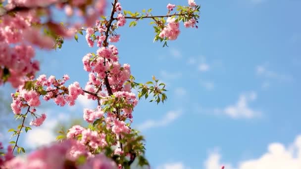 Sakura Kwiaty Zbliżenie Gałązki Wiosną — Wideo stockowe