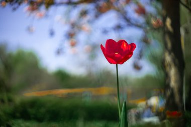 Parkta mavi gökyüzüne karşı tek başına büyüyen kırmızı bir lale goncası.