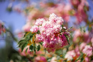 Bulanık arka planda güzel pembe çiçekli sakura dalı