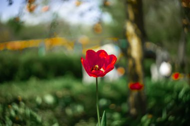 İlkbaharda parkta büyüyen laleler bulanık ve güzel bir arka planda.