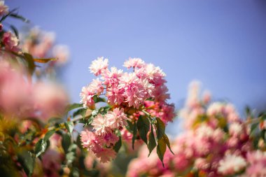 Sakura çalıları mavi gökyüzüne karşı bahçede çiçek açıyor.