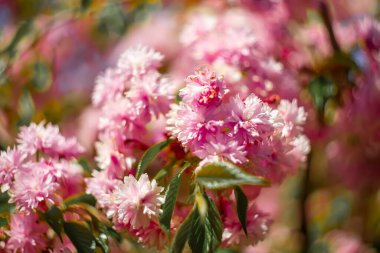 Pembe sakura çiçekleri parkta güzel bulanık bir arka planda yetişir.