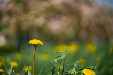 Sarı karahindiba çiçeği muhteşem bulanık bir arka planda, parkta yetişir.