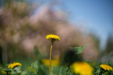 Güzel bulanık bir arka planda, bahçede sarı bir karahindiba çiçeği yetişir.