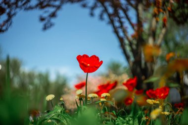 Bulanık arka planda, bahar parkında kırmızı bir lale büyüyor.