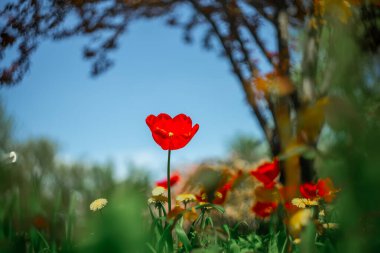 Üzerinde laleler büyüyen yeşil çimenler.