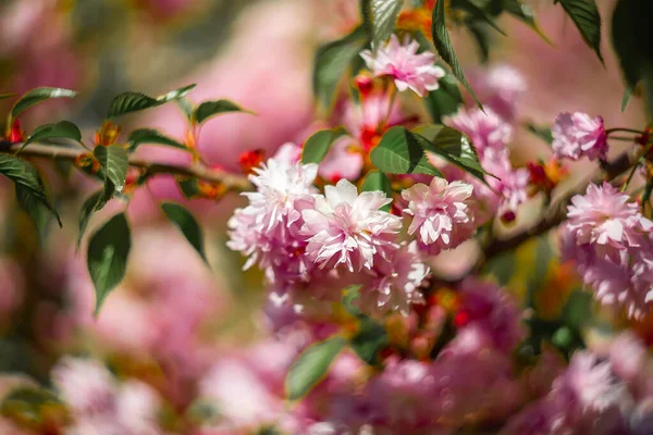Bulanık arka planda güzel pembe sakura çiçekleri.