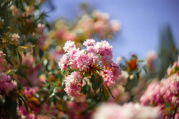 Sakura çalıları mavi gökyüzüne karşı bahçede çiçek açıyor.