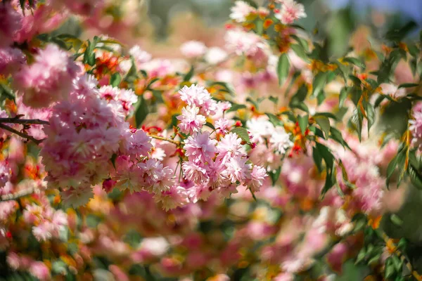 Bulanık arka planda güzel pembe sakura çiçekleri.