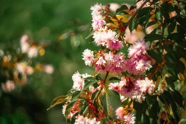 Branch Sakura Pink Flowers Hangs Green Lawn — Stock Photo, Image
