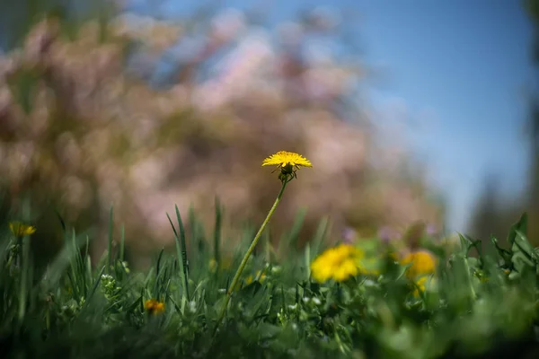 Ένα Όμορφο Θολό Φόντο Ένα Κίτρινο Λουλούδι Πικραλίδα Μεγαλώνει Στον — Φωτογραφία Αρχείου