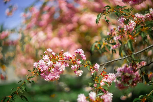 Bahçenin arka planında sakura çiçeği filizleri