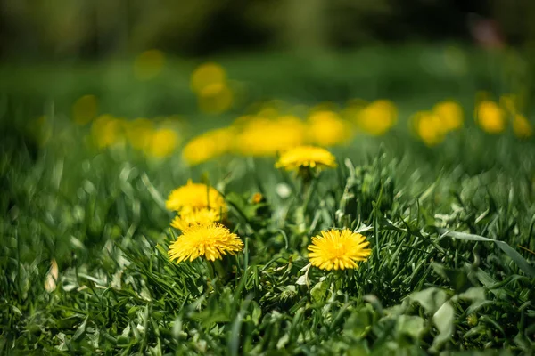 Mooie Gele Paardebloem Bloemen Groeien Een Grasveld Een Voorjaarspark Groen — Stockfoto