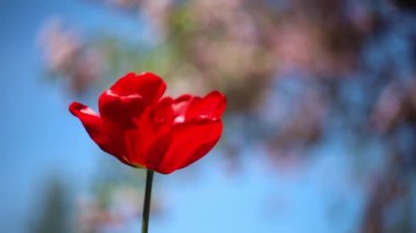 red tulip sways in the wind sparka on a beautiful blurred background